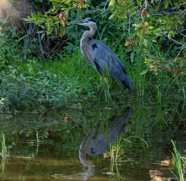 Great blue heron at the water's edge